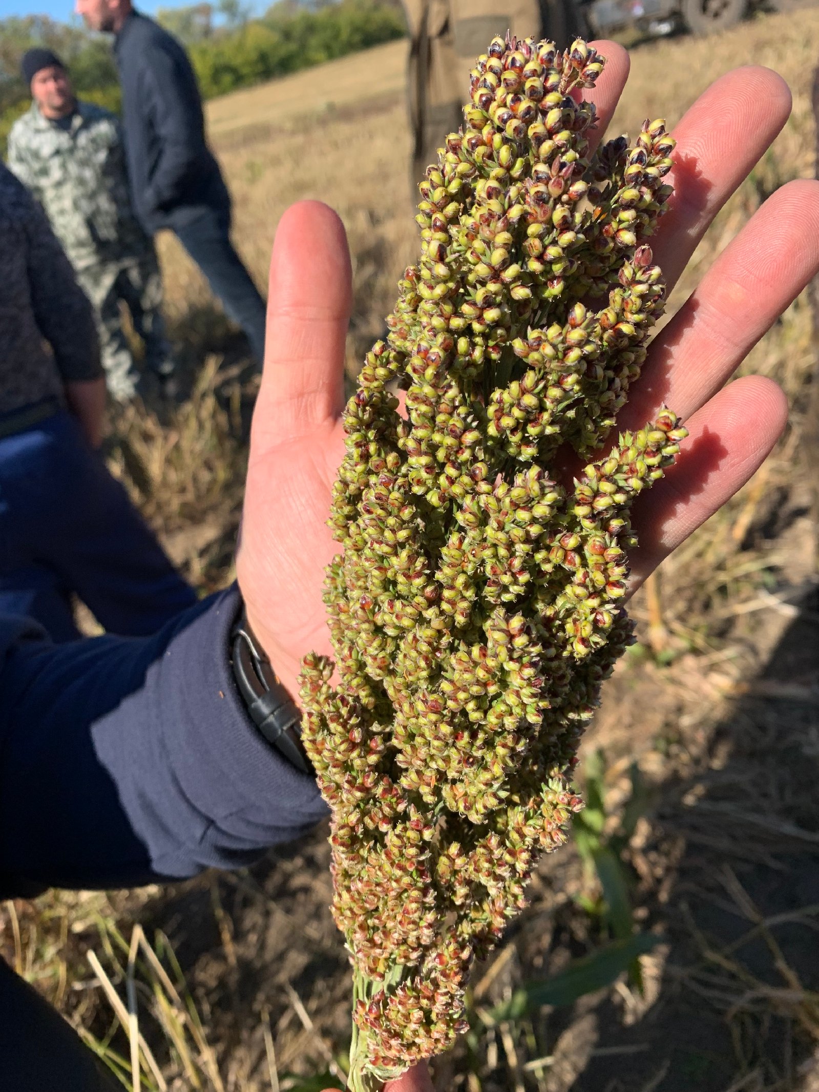 Практический семинар кормовых культур BARENBRUG